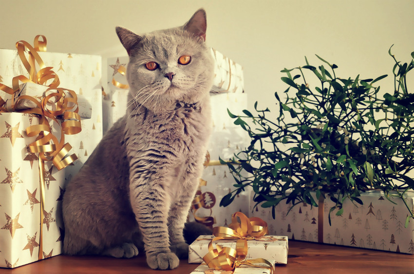 Geschenke Für Katzen
 Tolle Geschenke für Katzen zu Weihnachten – Ho ho ho