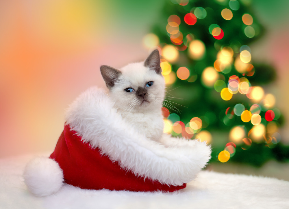 Geschenke Für Katzen
 tiierisch Weihnachtswelt tolle Geschenke für Haustiere