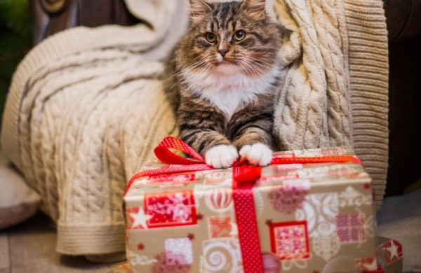 Geschenke Mit Katzen
 Geschenke für Haustiere Freude für Hunde und Katzen