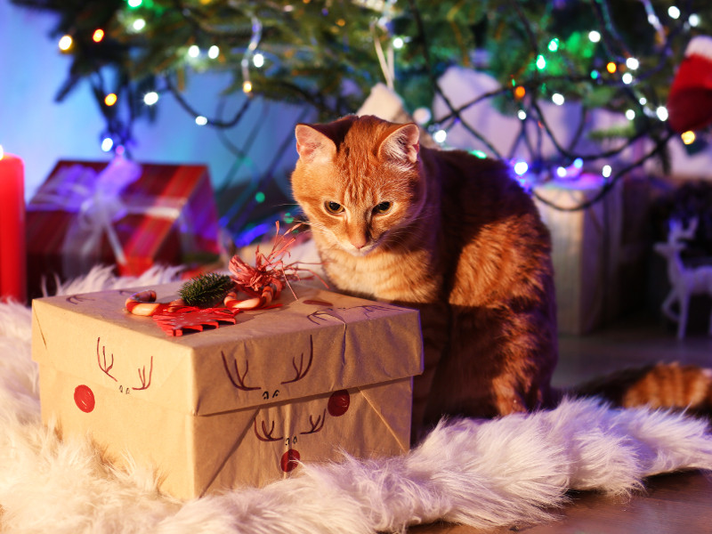 Geschenke Mit Katzen
 Geschenke für Haustiere Freude für Hunde und Katzen
