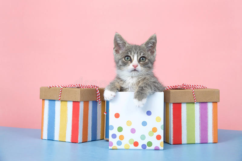 Geschenke Mit Katzen
 Kätzchen Der Alles Gute Zum Geburtstag igerten Katze In
