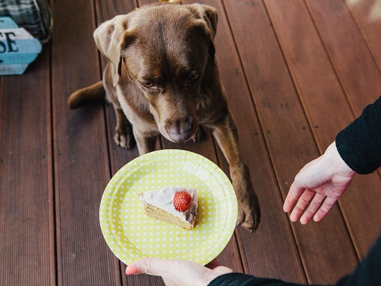 Hunde Geburtstagskuchen
 Geburtstagskuchen für Hunde selber backen