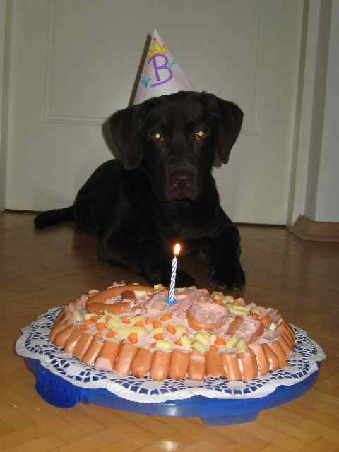 Hunde Geburtstagskuchen
 Geburtstagskuchen Für Hunde — Rezepte Suchen