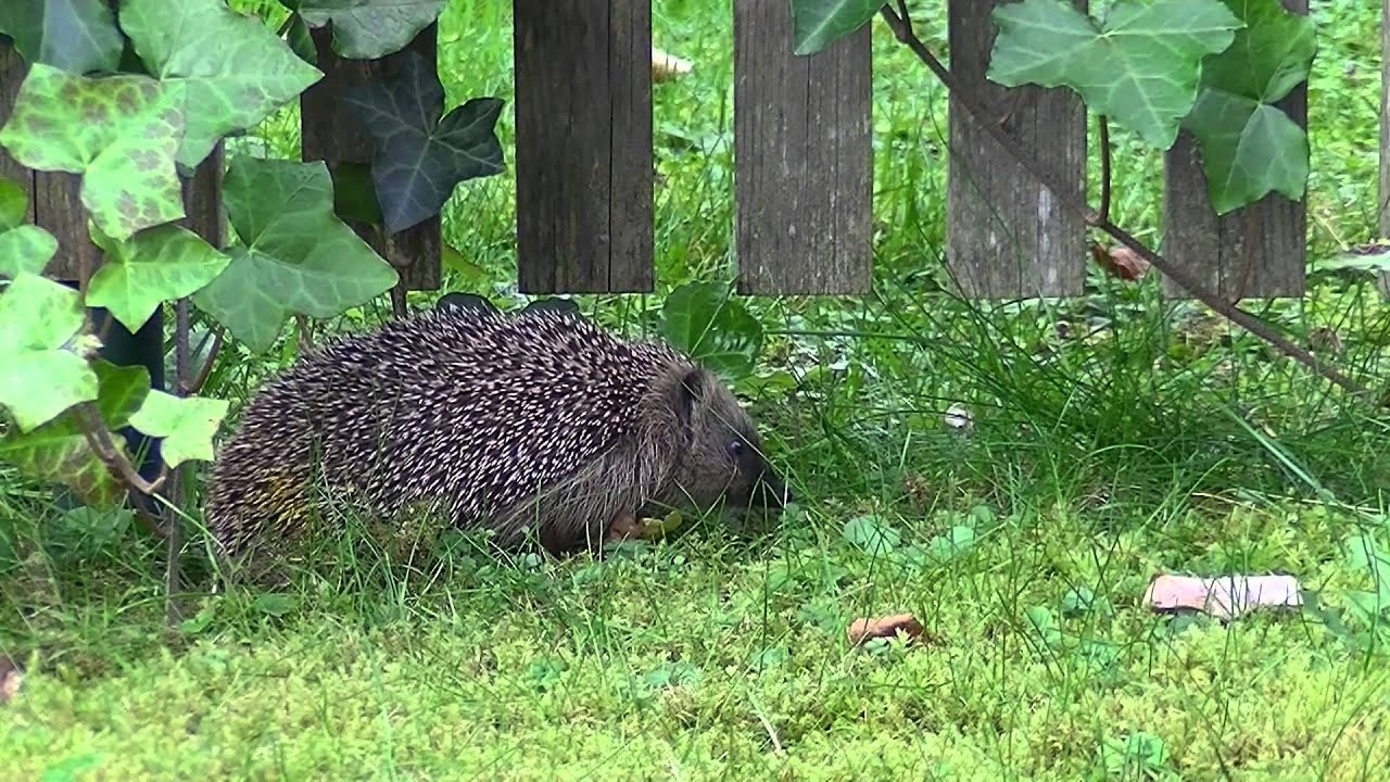 Igel Im Garten
 Igel im Garten Tierfilm