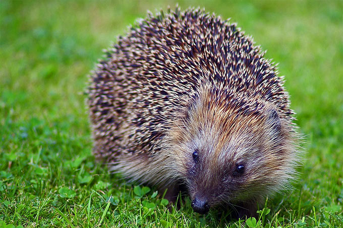 Igel Im Garten
 Igelschutz Unterschlupf im Garten NABU