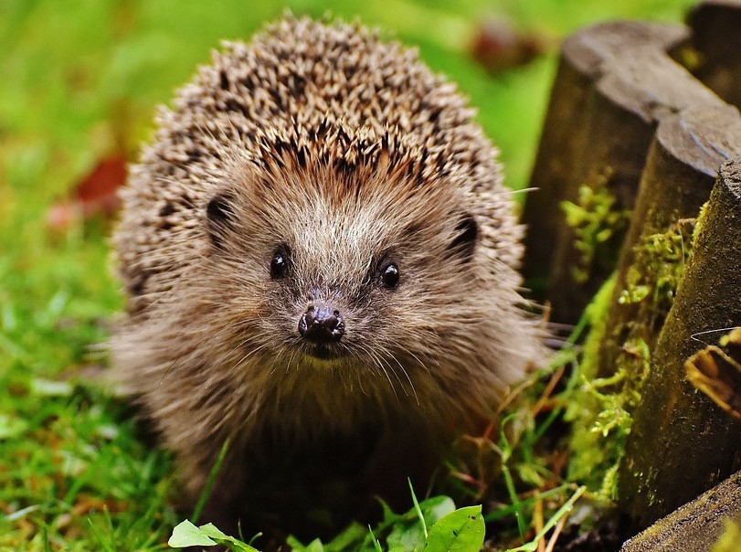 Igel Im Garten
 Igel im Garten Tipps zum nützlichen Gartenhelfer