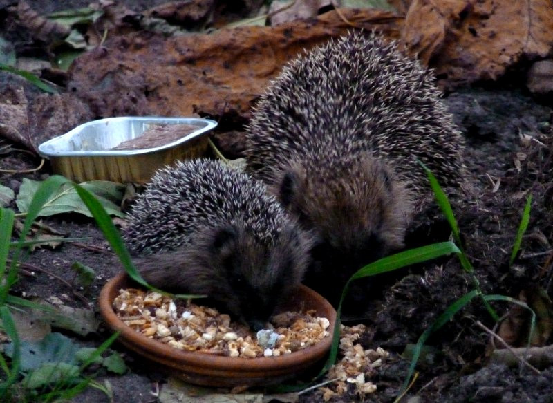 Igel Im Garten
 Igel füttern Wir sind im Garten