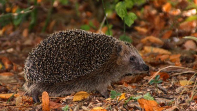 Igel Im Garten
 Igel im Garten gefunden was nun