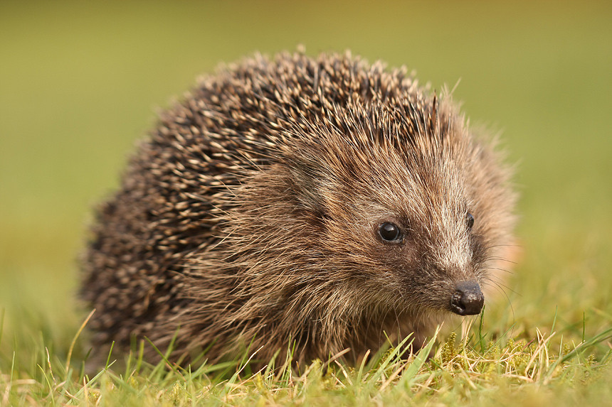 Igel Im Garten
 Igel im Garten Forum für Naturfotografen