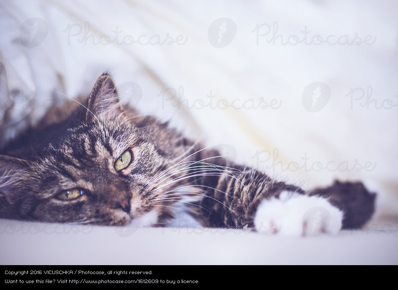 Katze Im Bett
 Katze liegt bequem im Bett und schaut in Kamera ein
