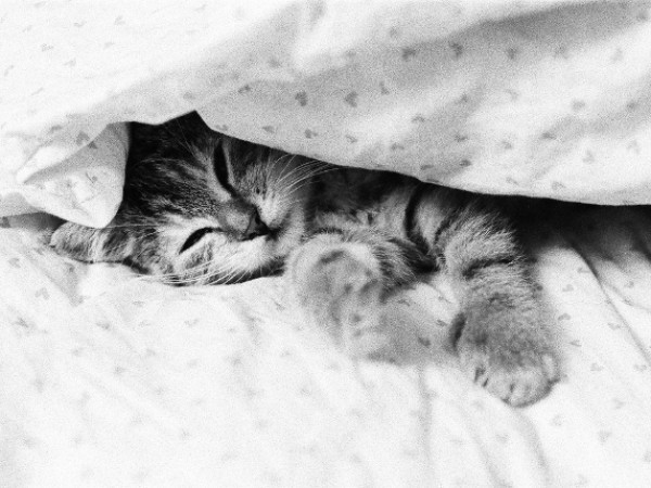 Katze Im Bett
 Betthüpferli Hunde und Katzen in deutschen Betten