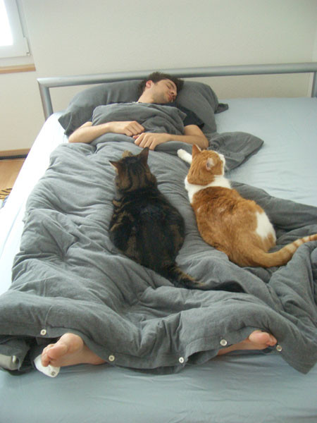 Katze Im Bett
 MEOW Katzenwelt von Stitch Sancho Pooh & Sternchen