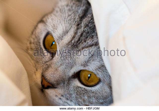 Katze Im Bett
 Bett Stockfotos & Bett Bilder Alamy