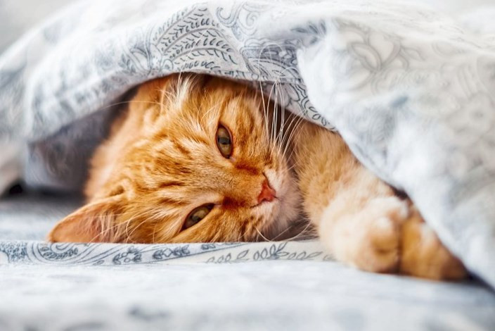 Katze Im Bett
 Pro & Kontra Katze im Bett schlafen lassen Kolumne Pro