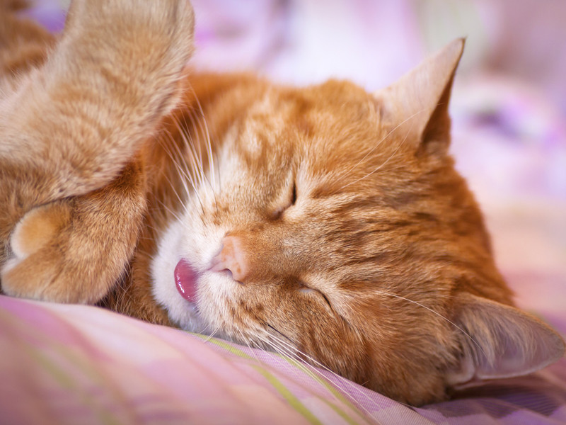 Katze Im Bett
 Katzenallergie Was hilft und was nicht