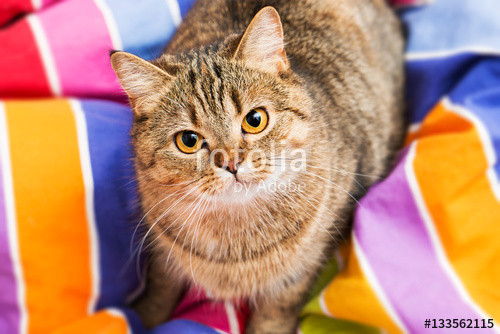 Katze Im Bett
 "Katze im Bett" Stockfotos und lizenzfreie Bilder auf