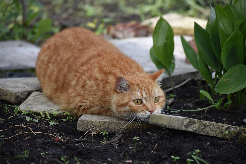 Katzen Diy
 DIY – Katzen Außengehege selber bauen – Katzenblog