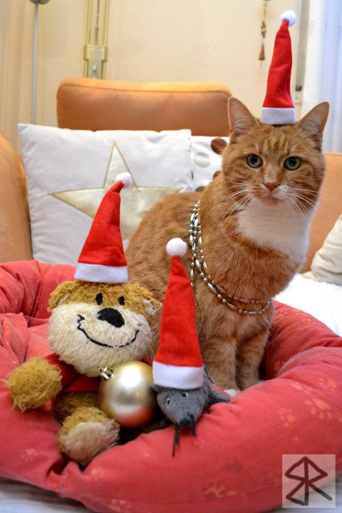 Katzen Geschenke
 Adventskalender und Geschenke für Katzen und Katzenbesitzer