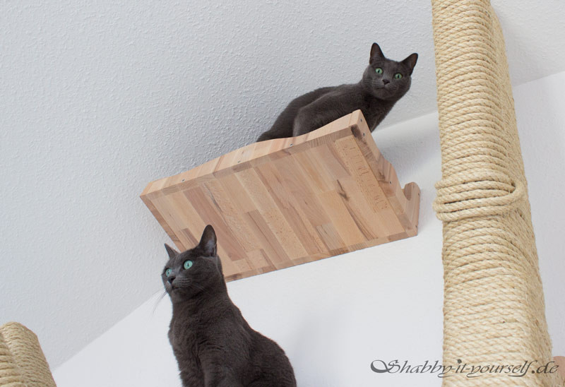 Katzen Kletterwand Diy
 Katzen Kletterlandschaft mit Kratzbaum und Catwalk Ein