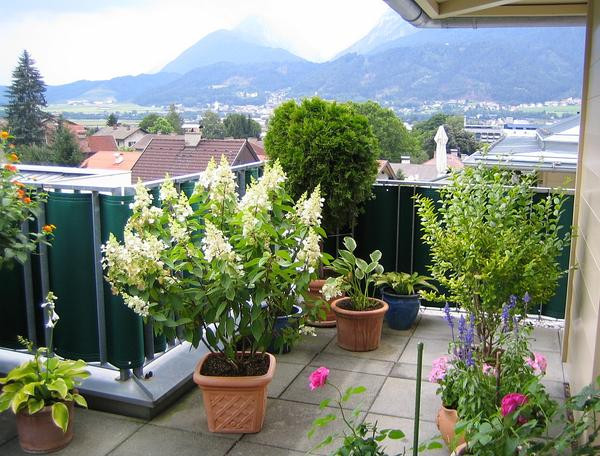 Kübelpflanzen Terrasse Volle Sonne
 Welche Kübelpflanzen Mein schöner Garten Forum