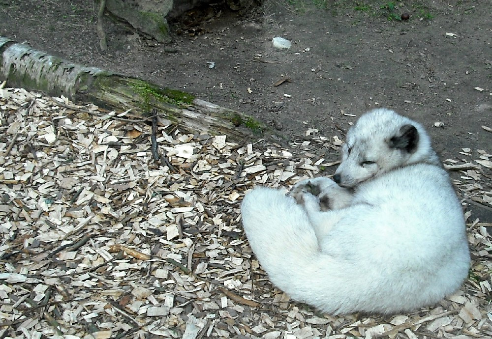 Mach Das Licht Aus
 Tierische Nähe