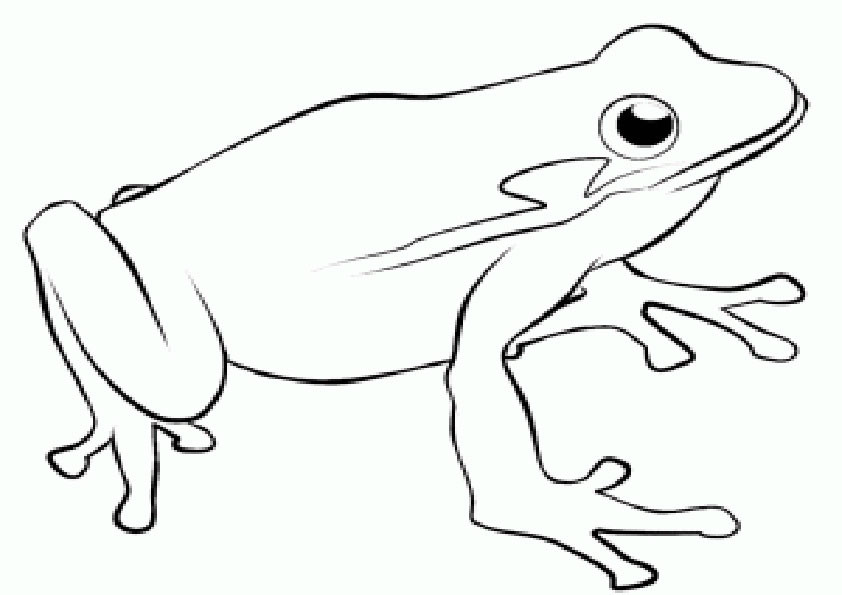 Malvorlagen Frosch
 Ausmalbilder frosch kostenlos Malvorlagen zum ausdrucken