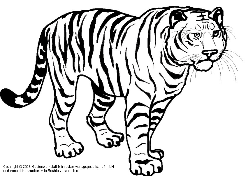 Malvorlagen Tiger
 Ausmalbilder tiger kostenlos Malvorlagen zum ausdrucken