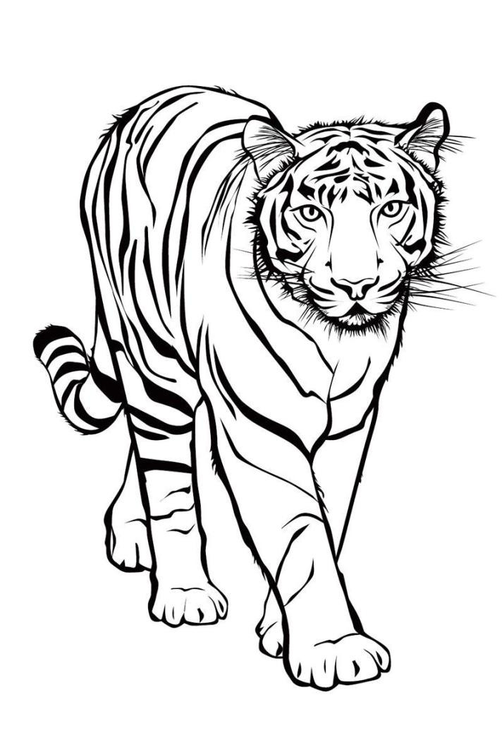 Malvorlagen Tiger
 Ausmalbilder tiger kostenlos Malvorlagen zum ausdrucken