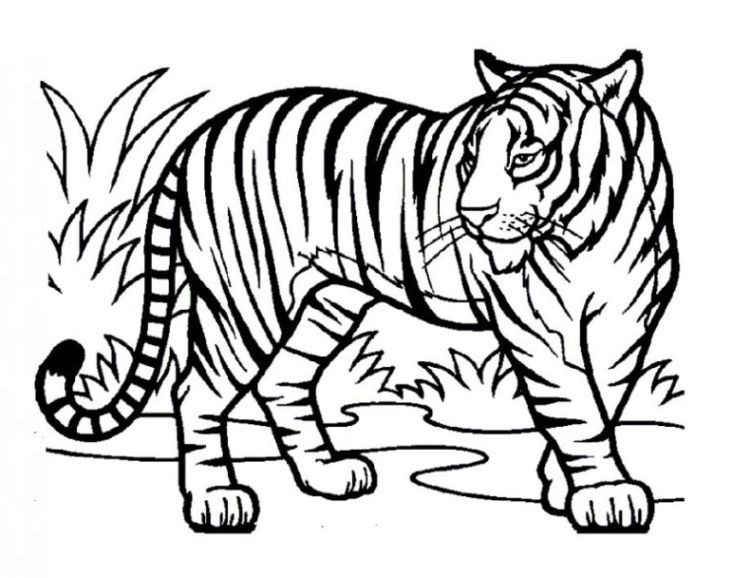 Malvorlagen Tiger
 Ausmalbilder zum Ausmalen Malvorlagen Tiger kostenlos 1