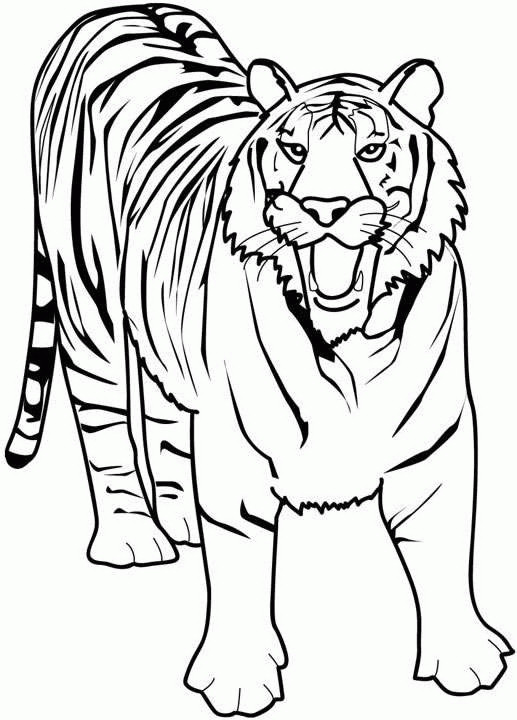 Malvorlagen Tiger
 Tiger Malvorlagen Malvorlagen1001
