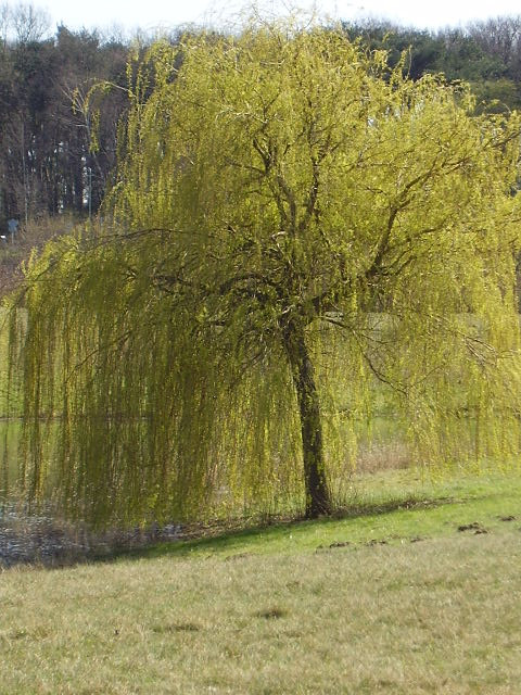 Nackt Im Garten
 nackt im garten