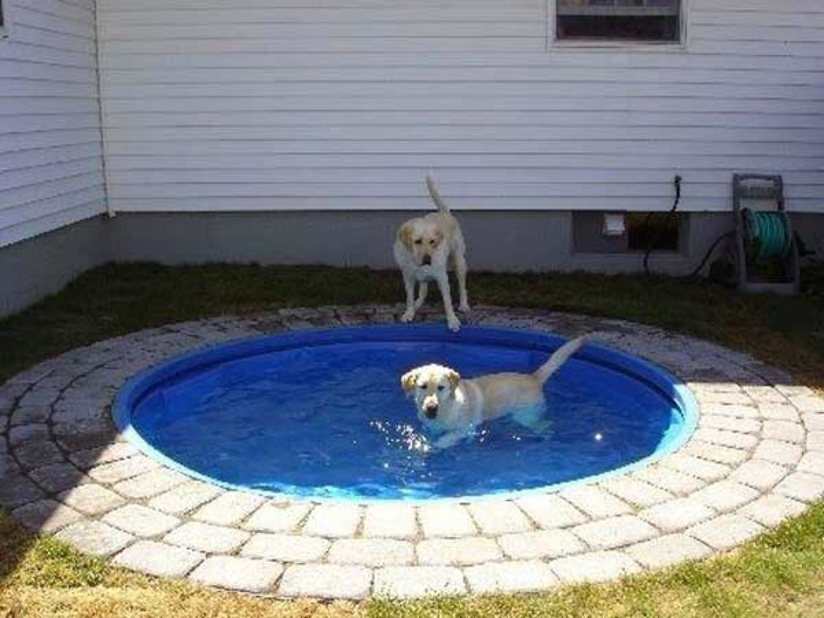 Pool Diy
 Build a DIY Dog Pool to Keep Your Pup Cool