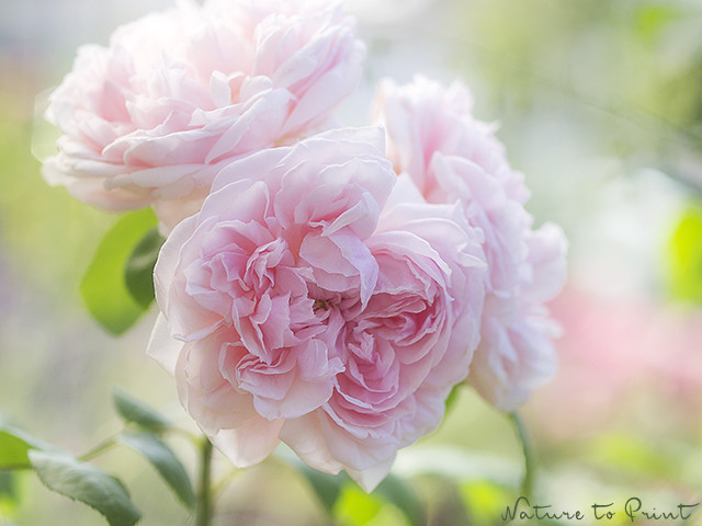 Romantische Geburtstagswünsche Bilder
 Romantische Rosen Rosenbilder für Romantiker