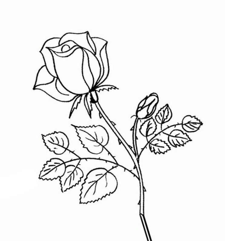 Rosen Ausmalbilder
 Ausmalbilder zum Ausmalen Malvorlagen Rosen kostenlos 1