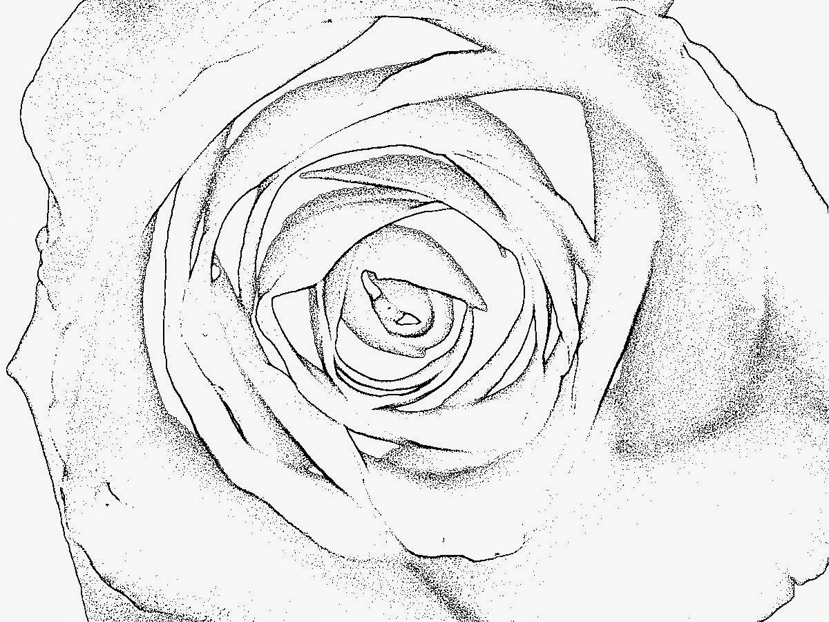 Rosen Ausmalbilder
 Malvorlagen Gratis ROSEN MALVORLAGEN