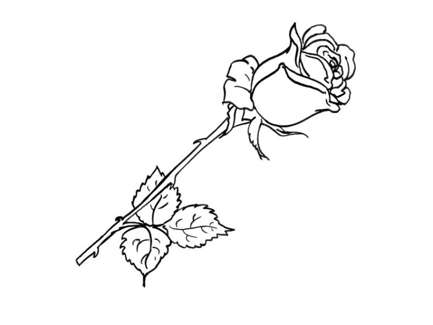 Rosen Ausmalbilder
 Malvorlagen zum Ausmalen Ausmalbilder Rose gratis 2