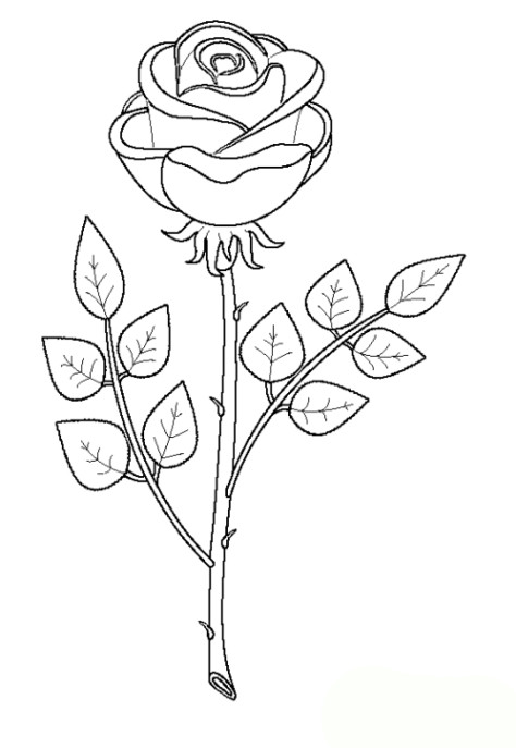 Rosen Ausmalbilder
 Malvorlagen zum Drucken Ausmalbild Rose kostenlos 1