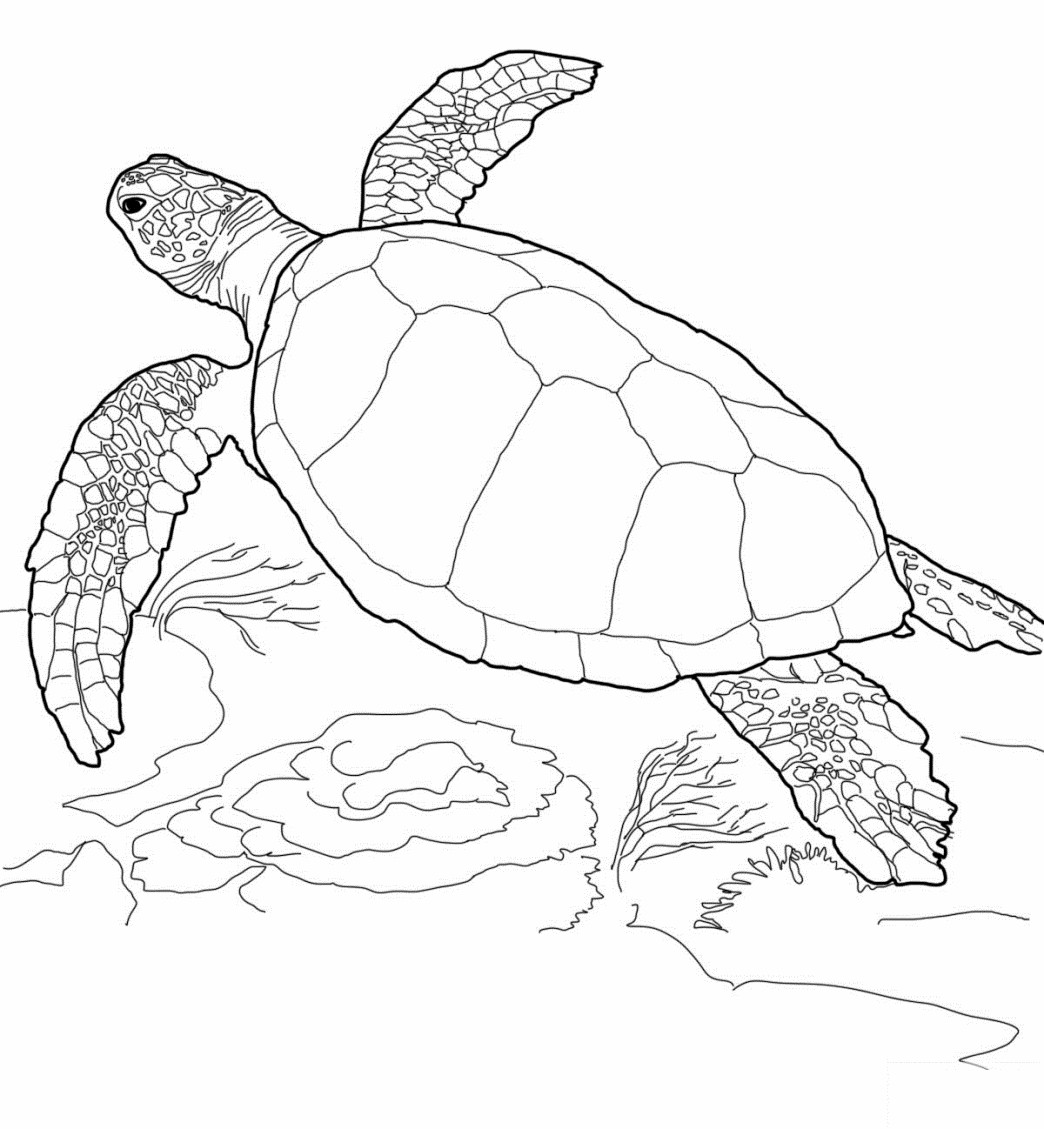 Schildkröte Ausmalbilder
 Schöne Malvorlagen Ausmalbilder Schildkröte ausdrucken 3