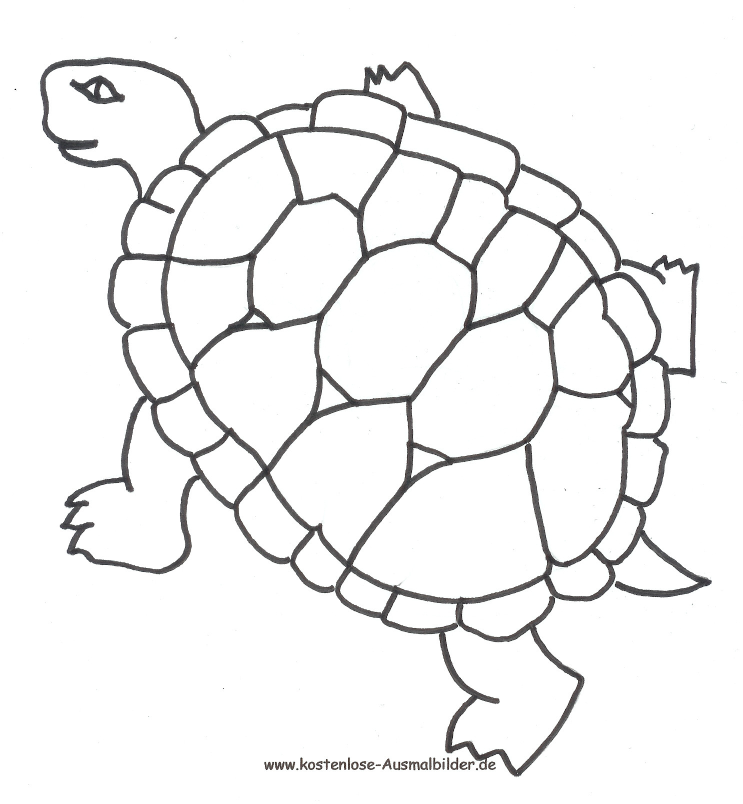 Schildkröte Ausmalbilder
 Ausmalbilder Schildkröte Tiere zum ausmalen