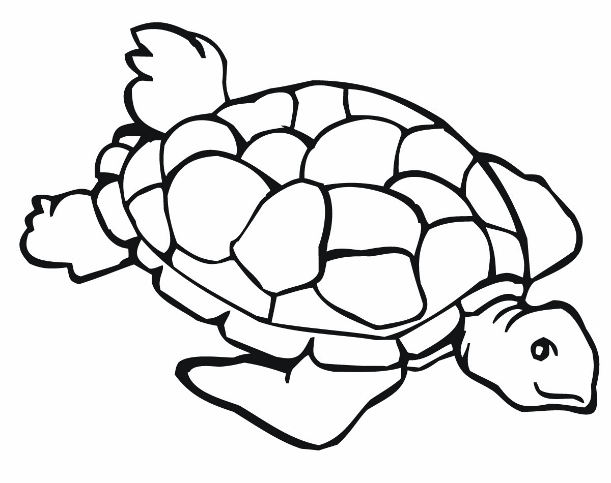 Schildkröte Ausmalbilder
 Ausmalbilder Malvorlagen – Schildkröte kostenlos zum