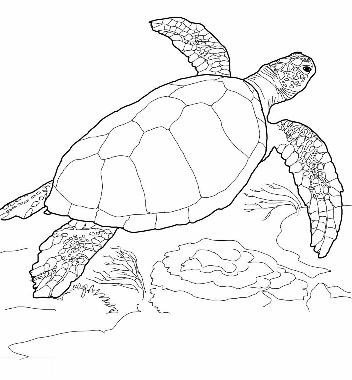 Schildkröte Ausmalbilder
 Ausmalbilder Malvorlagen – Schildkröte kostenlos zum