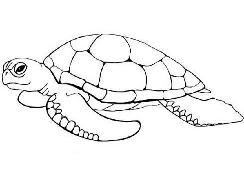 Schildkröte Ausmalbilder
 Schildkröte ausmalbilder 10