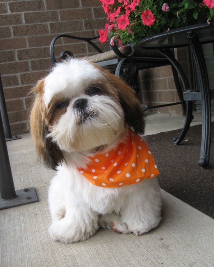 Shih Tzu Frisuren
 22 besten shih tzu Bilder auf Pinterest