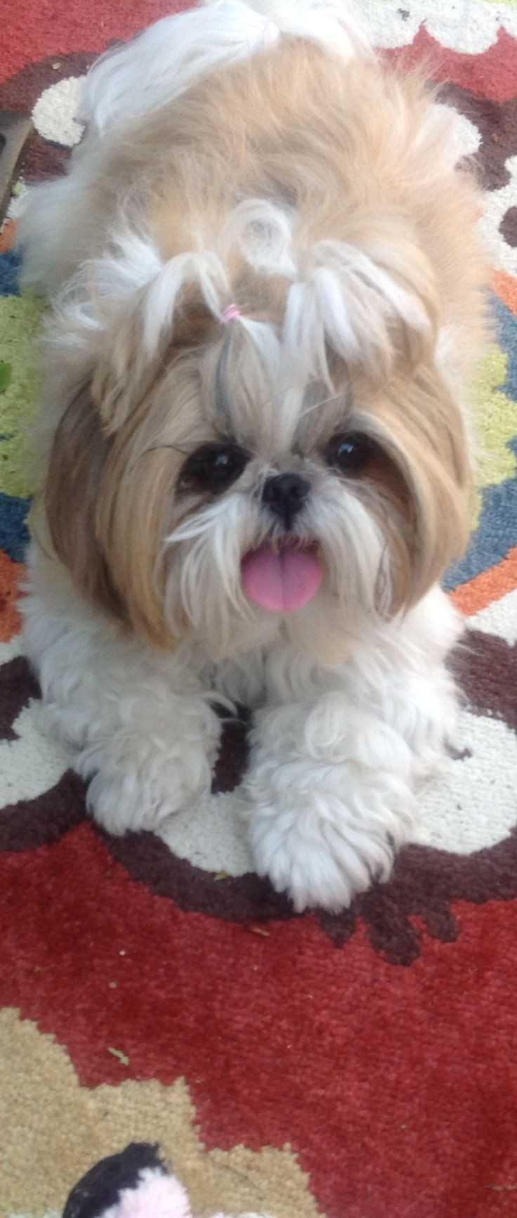 Shih Tzu Frisuren
 Die besten 25 Pudel Haarschnitt Ideen auf Pinterest