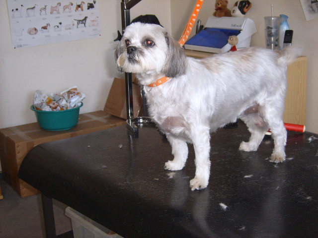 Shih Tzu Frisuren
 Shih Tzu Frisuren Monika Sadeghi s Blog