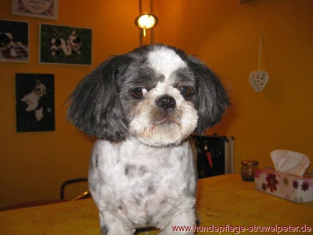 Shih Tzu Frisuren
 Vorher Nachher Frisuren Fachbetrieb seit 1994