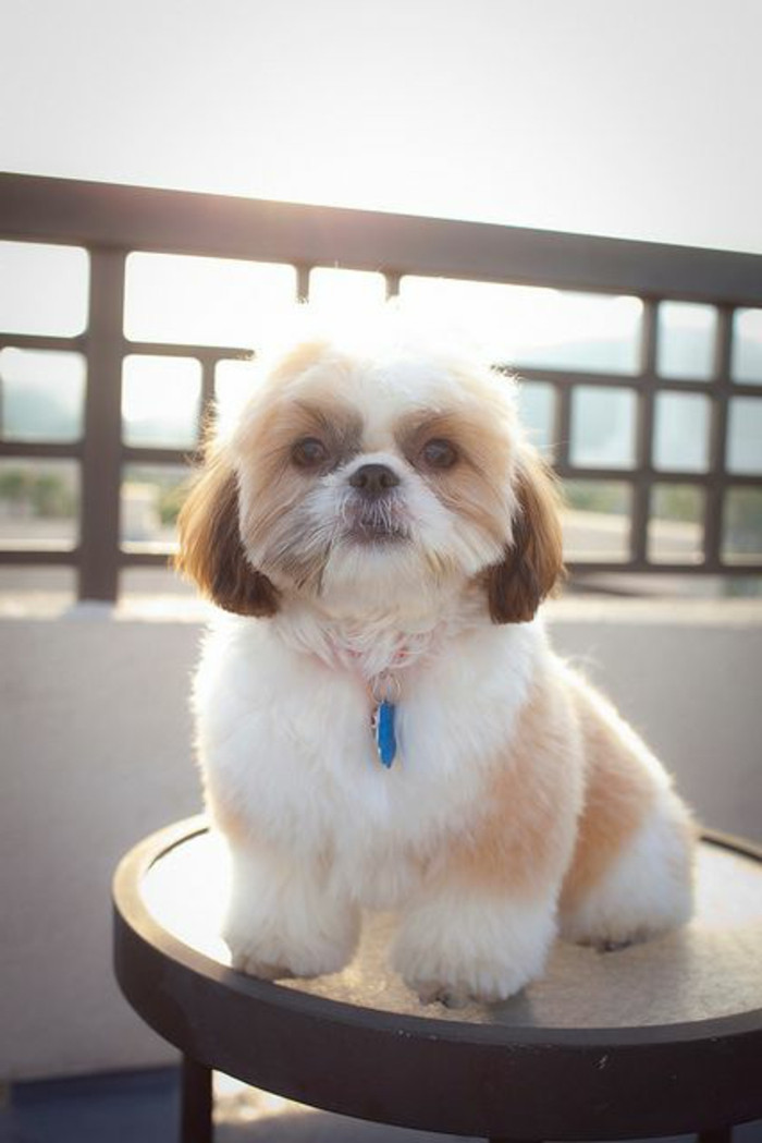 Shih Tzu Frisuren
 ment choisir son chien Nos conseilles en 45 photos