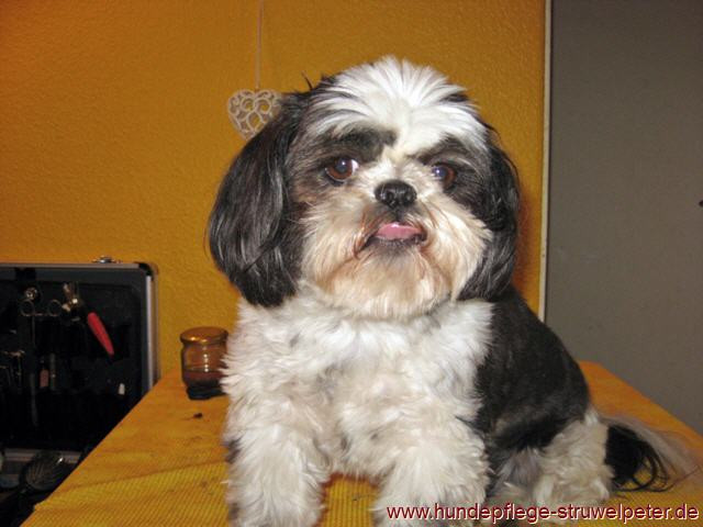 Shih Tzu Frisuren
 Vorher Nachher Frisuren Fachbetrieb seit 1994