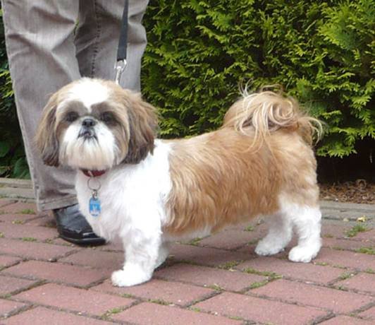 Shih Tzu Frisuren
 Bildergalerie 4