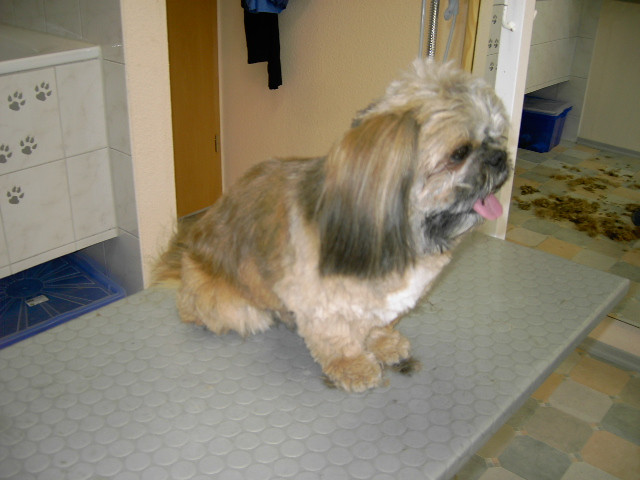 Shih Tzu Frisuren
 Shih Tzu